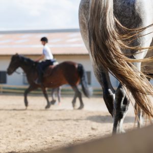 Einzelunterricht 30 min mit Schulpferd