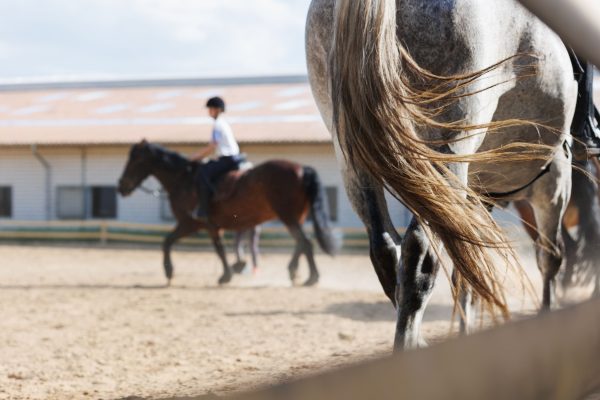 Cavaletti / Springkurs