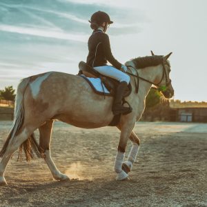 10er Karte Einzelunterricht mit Schulpferd