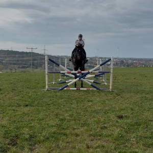10er Karte Gruppenreitunterricht mit Schulpferd
